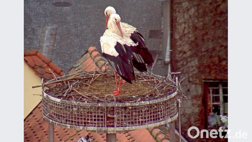 Endlich zu zweit: Nun muss es aber zur Sache gehen, damit das noch etwas wird mit dem Storchennachwuchs, sagt Helga Bradatsch, Expertin des Landesbundes für Vogelschutz. Bild: Webcam Stadt Weiden