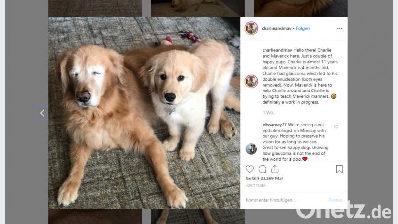Charlie ist blind und bekommt Unterstützung von Maverick. Bild: instagram.com/charlieandmav