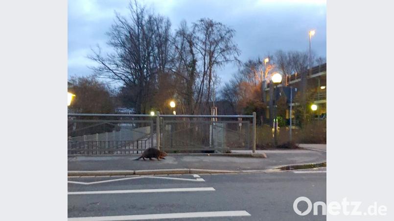 Dieser Biber spazierte des Nachts durch die Friedrich-Ebert-Straße. Bild: exb/Marina Ertl