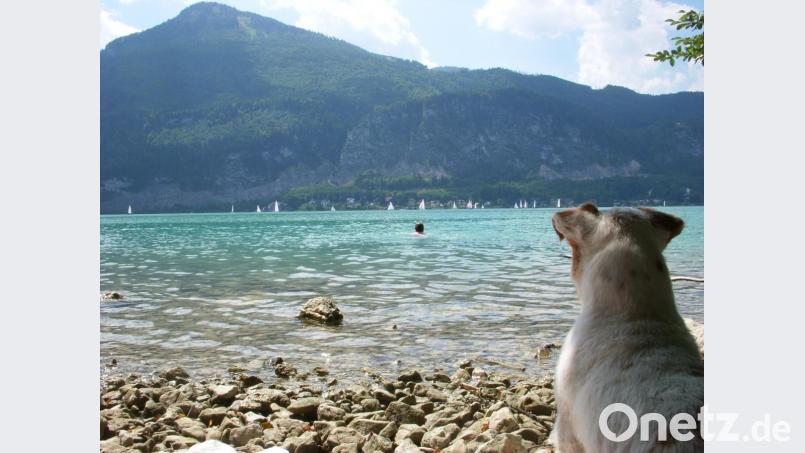 Ist sie nicht herrlich, die Aussicht auf den Wolfgangsee? Ich genieße sie lieber noch ein bisschen und lasse meinem Herrchen etwas Vorsprung, bevor ich ihm hinterherschwimme. Bild: Schreiber