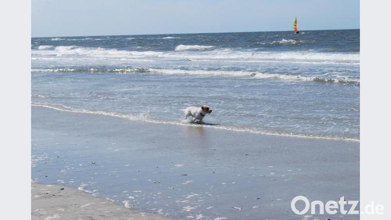 Mein erster Urlaub an der Nordsee. Am Strand von St. Peter-Ording zu sausen, macht riesig Spaß. Leider sind die Möwen und Strandläufer aber ein bisschen zu schnell. Bild: Schreiber