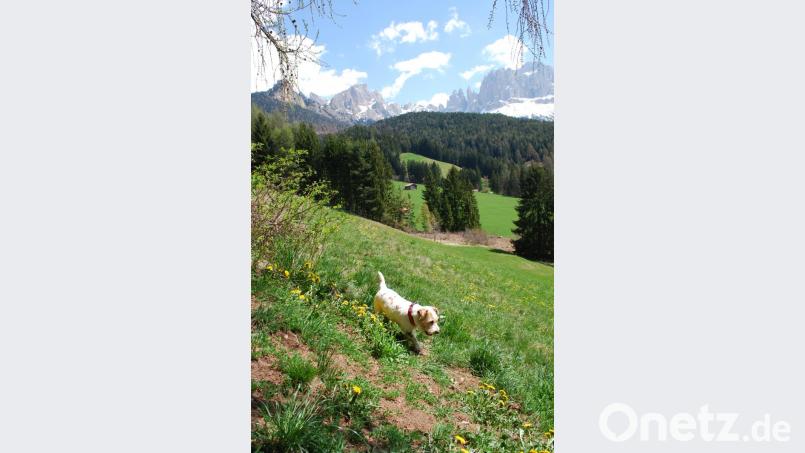 Die bisher letzte Reise führte im April 2018 nach Südtirol. Auf den Rosengarten (hinten) sind wir allerdings nicht geklettert... Bild: Schreiber