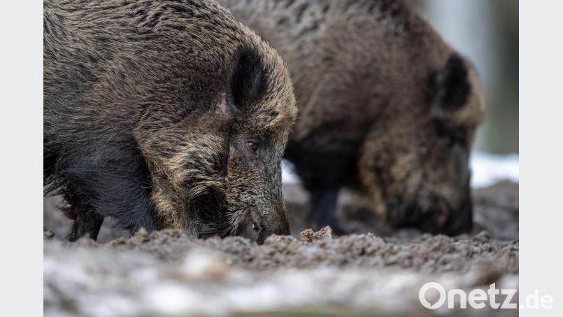 Zwei Wildschweine stehen auf einem Plateau im Wald und wühlen bei der Futtersuche mit der Schnauze im Erdboden. Foto: Lino Mirgeler/Archiv Bild: Lino Mirgeler