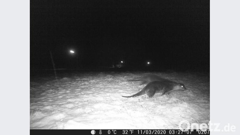 Die Wildkamera beweist es: Fischotter sind unterwegs. Bild: pi