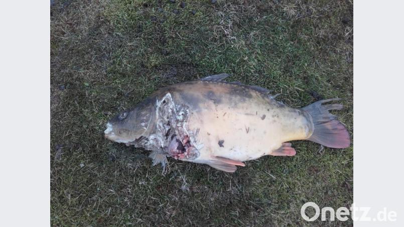 Kein schönes Bild: ein angefressener Karpfen. Bild: pi