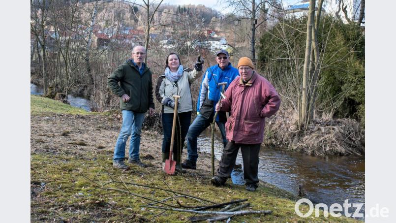 Rund um Friedenfels pflanzte Ruhestandspfarrer Siegfried Wölfel (rechts) dieser Tage viele Palmkätzchen-Stecklinge. Seinen Helfern (von links) Siegfried Steinkohl, Lisa Rauh und Hans Lenk dankte er herzlich. Bild: bsc
