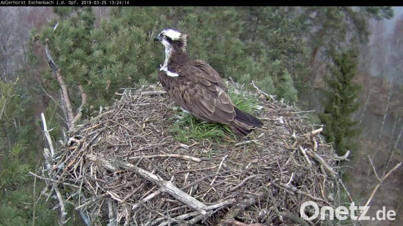 Das Eschenbacher Fischadler-Weibchen ist wieder da. Bild: exb