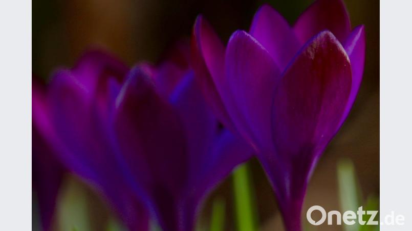 Frühling im Anmarsch Bild: idu