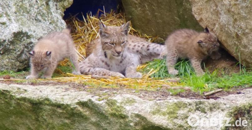 Die Luchse gehören zu den Stars im Waldhaus Mehlmeisel. Bild:  exb/Gibke