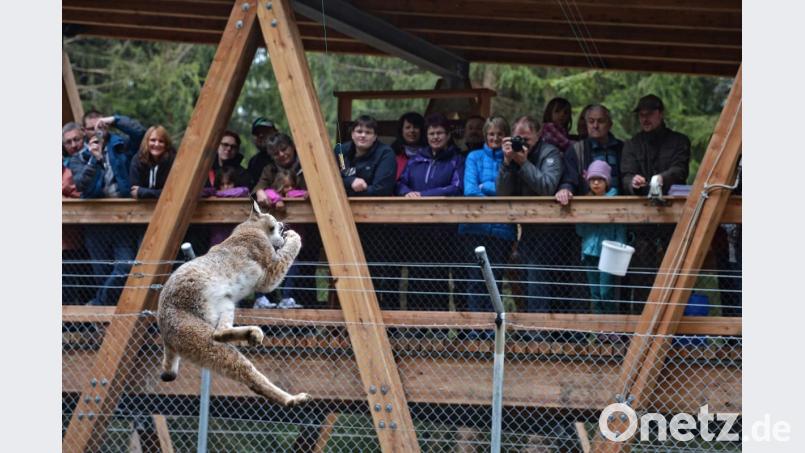 Die Luchse im Waldhaus Mehlmeisel können hautnah beobachtet werden. Bild: exb/Miedl