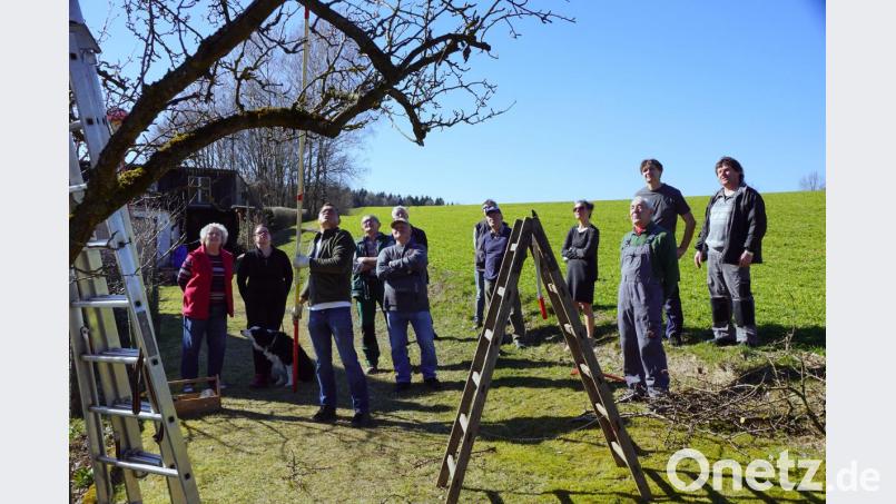 Kreisfachberater Harald Schlöger (Dritter von links), was beim Obstbaumschnitt alles entfernt werden kann. Bild: bkr