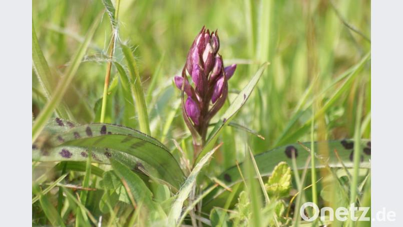 Der Orchideenwanderweg bei Lichtenegg beginnt unterhalb des Wirtshauses „Altes Schloss“ auf dem Wanderparkplatz. Entlang des Weges gibt es zum Beispiel das Knabenkraut zu entdecken. Archivbild:  Bernhard Kreuzer