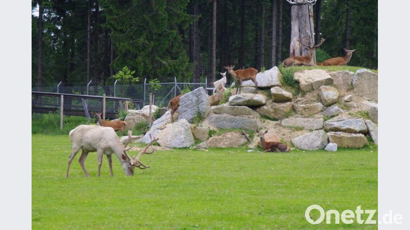 Im Tierfreigelände im Waldhaus Mehlmeisel können die Besucher die heimische Tierwelt erleben. Bild: exb/Waldhaus Mehlmeisel