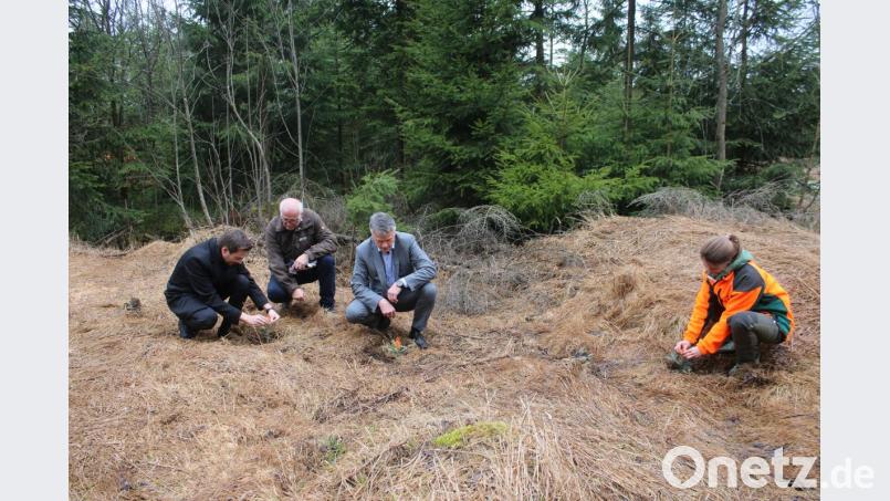Oetzinger (links), Meiler (2.v.r.) und Meindl (rechts) pflanzen drei junge Weiß-Tannen. Forstbetriebsleiter Stefan Bösl schaut ihnen über die Schulter. Bild: sne
