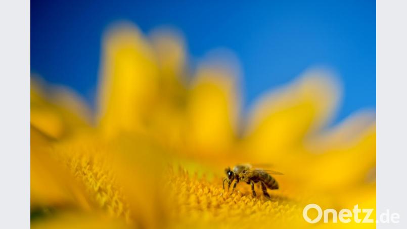 Bienen sollen in Schirmitz auf Blühstreifen Nektar und Pollen finden. Symbolbild: Julian Stratenschulte/dpa