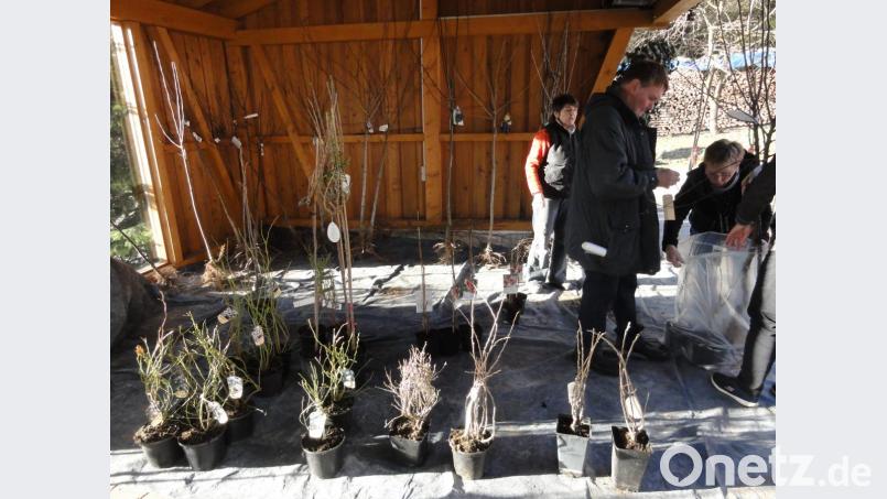 Sammelbestellung Obstbäume und Sträucher: Ausgabe beim Obst- und Gartenbauverein. Bild: jhö