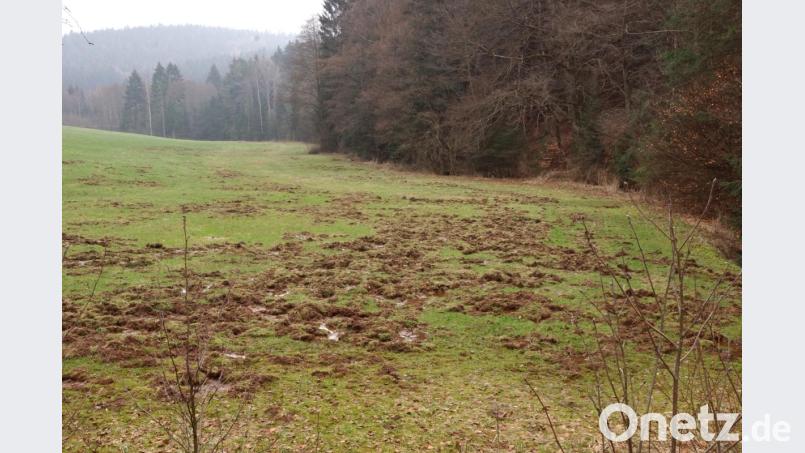 Im Jagdrevier fühlen sich die Wildschweine sauwohl. Sie brechen immer dort die Wiesen auf, wo die Jagdpächter nicht ansitzen. Bild: bkr