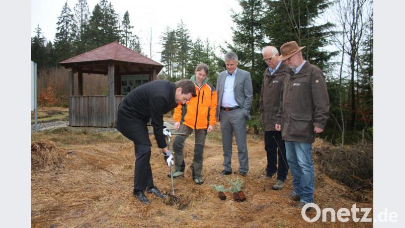 Ein Politiker der anpackt. Landtagsabgeordneter Stephan Oetzinger (links) hebt ein Loch zum Pflanzen der jungen Weiß-Tanne aus. Forst-Referendarin Anna Meindl (von links), Bürgermeister Thomas Meiler, Forstbetriebsleiter Stefan Bösl und sein Stellvertreter Ingo Greim beaufsichtigen ihn. Bild: sne