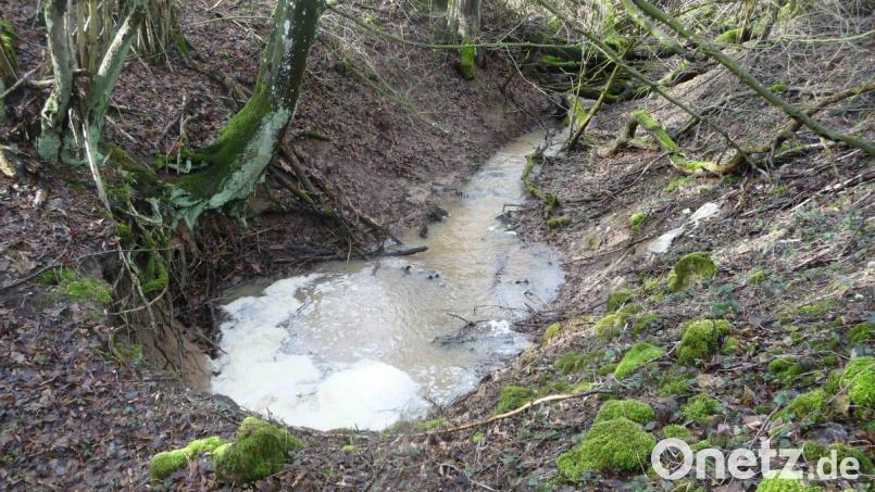 Der in einer Bauminsel gelegene Ponor „Teufelsgrube“ bei Pilgramshof, Gemeinde Neukirchen, sammelt Regen- und Schmelzwasser aus einem großen Einzugsgebiet. Eine Schaumkrone hat sich auf dem Wasserstau über dem Schluckloch gebildet. Höhlenforscher haben hier über einen schmalen Einstieg ein verzweigtes Höhlensystem von annähernd 140 Meter Ganglänge festgestellt. Schon vor Jahrzehnten versuchte man laienhaft die Fließrichtung und die Austrittsstelle des Wassers durch Einstreu von gehäckselten Stroh zu ergründen. Dem Vernehmen nach soll das Wasser bei Weigendorf in einer Quelle wieder zu Tage treten. Bild: wsl