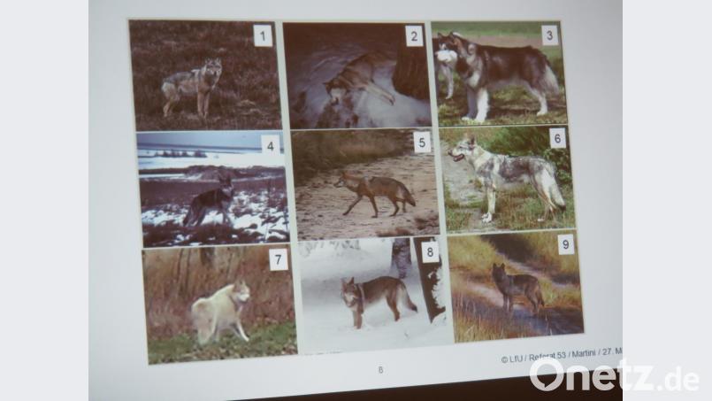 Mit Beispielen zeigte Markus Martini, dass nicht immer einfach sei, einen Wolf auf einem Foto zu erkennen. Auf der Beispielstafel handelt es sich bei den drei Tieren diagonal von links oben nach rechts unten um echte Wölfe. Bild: ubb