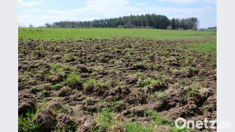 Chaos herrscht auf dem Grünland der Bauern. Vor allem im Bereich der Jagdgenossenschaft Seitenthal nehmen die Wildschwein-Schäden zu, wie deses Bild einer umgewühlten Wiese zwischen Seitenthal und Speinshart zeigt. Bild: do