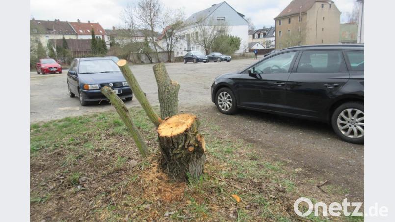 Unter einem Baum gekeimt, inmitten eines Parkplatzes gewachsen und nun als „Halbstarke“ gefällt: der Weiden-Wildwuchs nahe der Gambrinus-Brauerei. Bild: ui