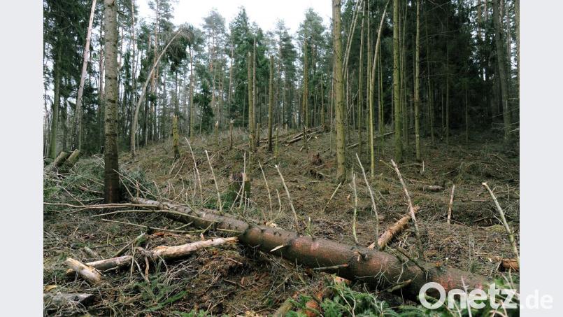 Windbruch nahe Schnaittenbach: Teilweise wurden Fichten in vier oder fünf Metern Höhe wie Streichhölzer abgebrochen. Bild: gf