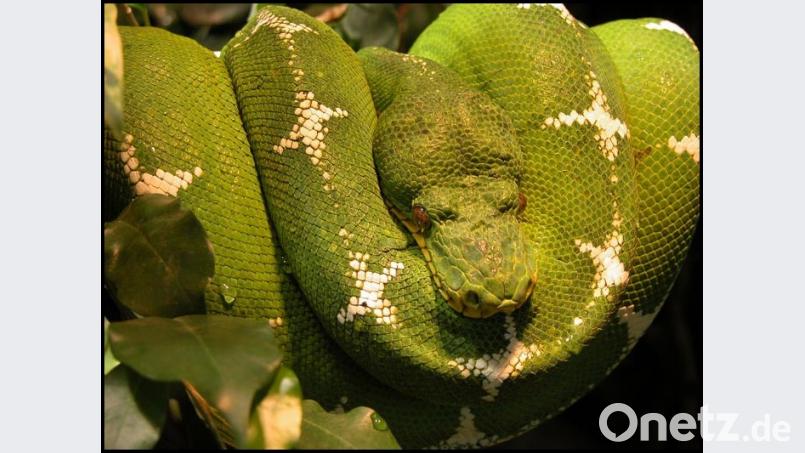 Wie aus dem Dschungelbuch: ein grüner Hundskopfschlinger. Bild: Bild: Wilfried Berns/www.Tiermotive.de