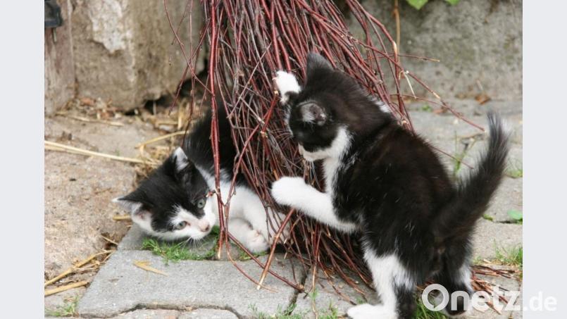 Um die ungehinderte Vermehrung von Katzen einzudämmen und das Katzenelend zu verringern, wurden in einem Zeitraum von vier Wochen zahlreiche wild lebende Katzen eingefangen, kastriert und wieder frei gelassen. Die Aktion erfolgte in Zusammenarbeit von Tierschutzverein, Tierärzten und dem Landratsamt. Bild: Popp