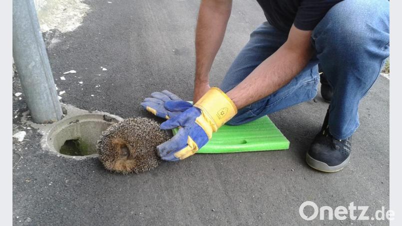 Dieser Igel ist in einen offenen Kanalschacht gefallen und kam nicht wieder heraus. Dank der aufmerksamen Hündin &quot;Josie&quot; konnte Herrchen Peter Pflaum den kleinen Kerl retten. Bild: exb/Pflaum