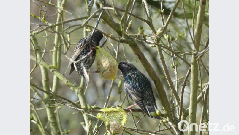 Ganz leicht an Futter gelangen diese Stare - dank des noch gut gefüllten Meisenknödels. Bild: rn