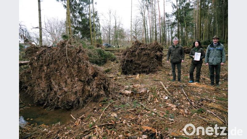 Revierleiter Christoph Lauerer (rechts) inspiziert mit FBG-Geschäftsführer Uli Hausmann (links) und Forstwirtin Helga Riedl (Zweite von rechts) die Sturmschäden: Die Naturgewalten haben ganze Wurzelstöcke einfach herausgerissen. Bild: gf