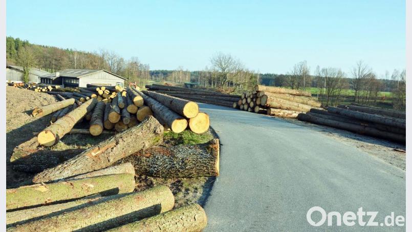 &quot;Auf dem Holzweg.&quot; Bild: ü