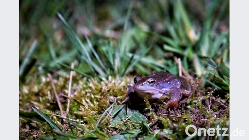 Der blaue Moorfrosch aus dem Landkreis Amberg-Sulzbach. Bild: dmra