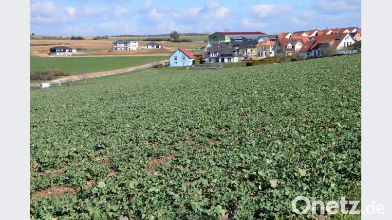 Wenn abgeerntet ist, beginnen die Bauarbeiten im neuen Wohnbaugebiet Ledererhang. 14 Parzellen sind ab Mitte nächsten Jahres dort bebaubar. Das gegenüberliegende Areal Lauterachtalblick ist bis auf eine Parzelle bereits verkauft, die ersten Häuser stehen schon. Bild: bö