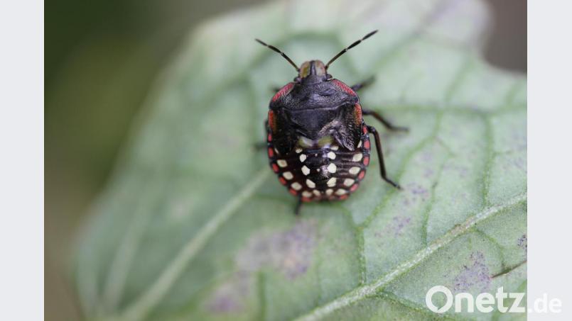 Der nächste Schädling steht vor der Tür: die Grüne Reiswanze (Nezara viridula). Sie saugt gerne an Tomaten, Himbeeren, Reis oder Soja und schädigt so ganze Ernten. Sie ist in den Tropen und im Mittelmeerraum verbreitet und wurde vermutlich in Obstkisten eingeschleppt. Bild: Stefan Eisenbarth