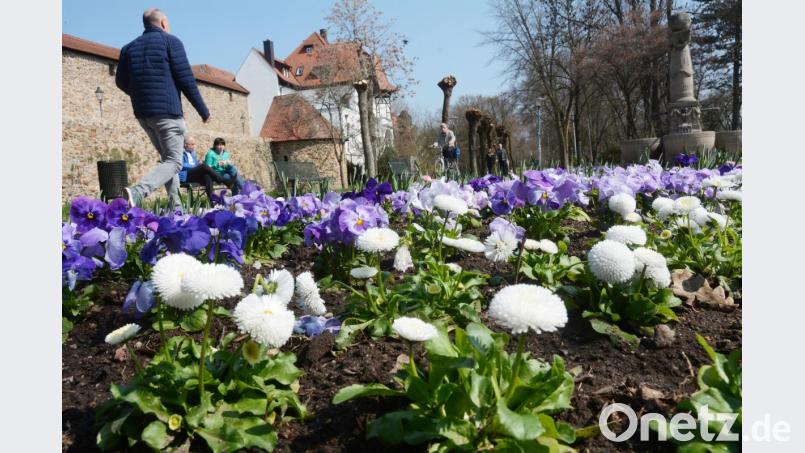Heile, heile Gänseblümchen. In der Kurt-Schumacher-Anlage blühen die Grünanlagen nach einem nächtlichem Gewaltakt wieder auf. Bild: Gabi Schönberger