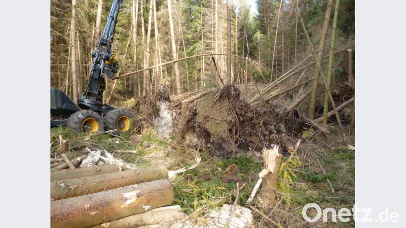 Ein Harvester beseitigte die Sturmschäden, die Sturmtief Fabienne in den Corporationswaldungen angerichtet hat. Fast 200 Festmeter Holz mussten geschlagen werden. Bild: prh