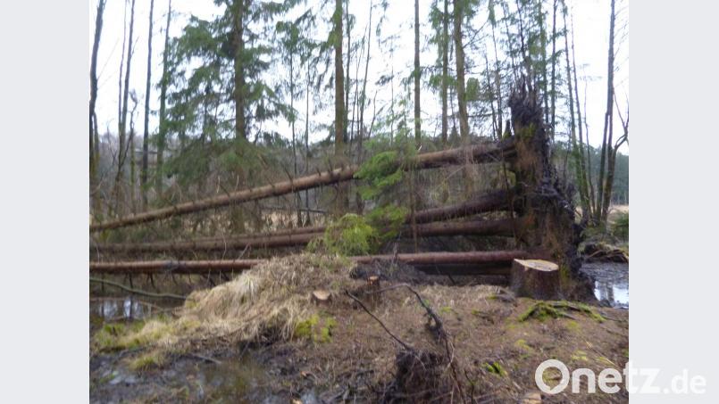 Gleich sechs miteinander verwurzelte Fichten entwurzelte Sturm Fabienne im Bürgerwald. Bild: prh