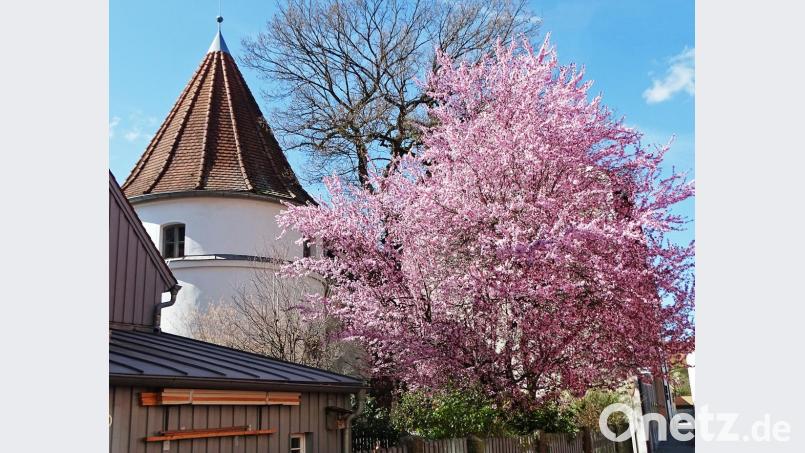 Blütenpracht erwacht am Flurerturm. Bild: Dobmeier