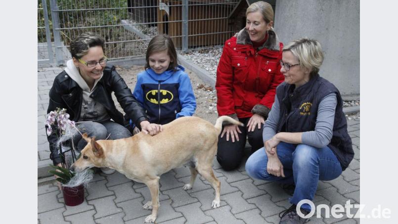 Gabi Hahn (Zweite von rechts) bleibt Vorsitzende des Tierschutzvereins, der im vergangenen Jahr 81 Hunde vermittelt hat. Rechts Vorstandsmitglied Birgit Hiltl. Bild: Hirsch