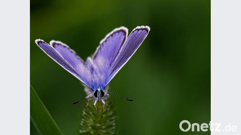 Bläulinge waren früher Allerweltsarten, die praktisch auf jeder Wiese anzutreffen waren. Je intensiver die Landwirtschaft wurde, desto mehr verschwanden die Pflanzen, die Insekten zum Überleben brauchen. Diverse Blühprogramme sollen die Situation verbessern. Bild: tr
