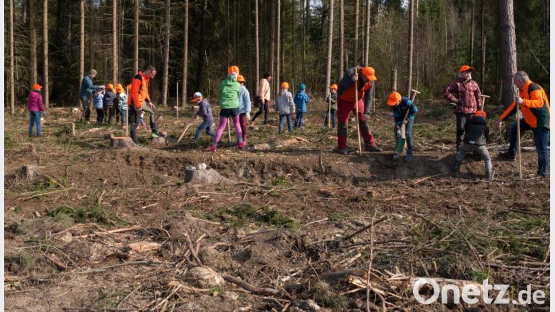 Spannender Unterricht für 30 Schüler der Friedenfelser Grundschule. Zusammen mit mehreren Förstern legen sie auf einer Brachfläche, die auf das Wirken von Stürmen und Borkenkäfern zurückzuführen ist, eine Blühwiese mit Sträuchern und alten Obstsorten an. Bild: tr