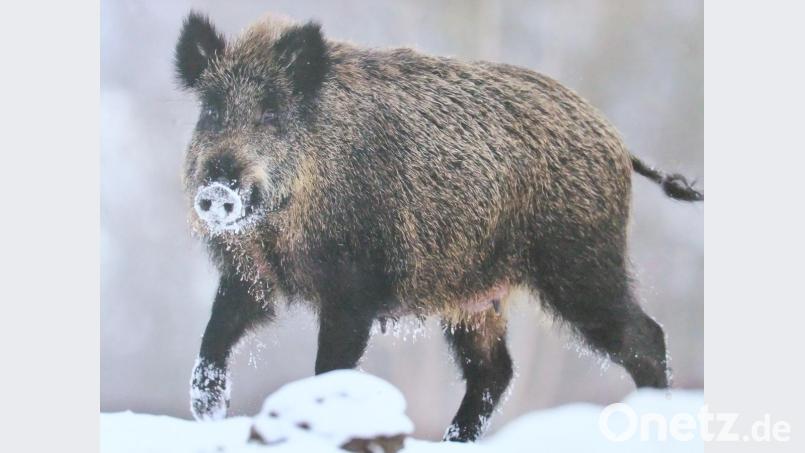 Die Wildsauen spielen in den Jagdversammlungen aufgrund möglicher Flurschäden auch immer wieder ein große Rolle. Drei dieser doch beeindruckend großen Tiere wurden 2018 von den Diebiser Jägern Konrad und Michael Biersack im Revier erlegt. Bild: gm