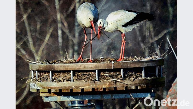 Die Störche auf dem Tretter-Dach richten sich ihr Nest ein. Bild: Hengge