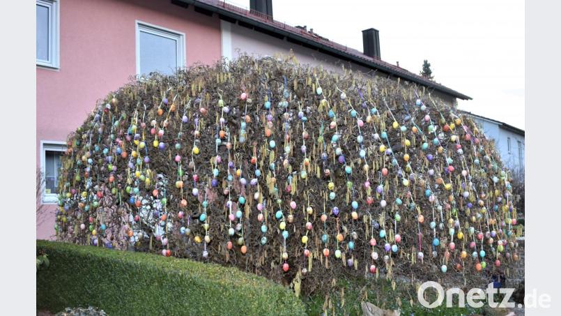 1000 bunte Ostereier zieren den Korkenzieher-Haselbaum von Adolf Flor in der Wolfgangsiedlung. Bild: rgr