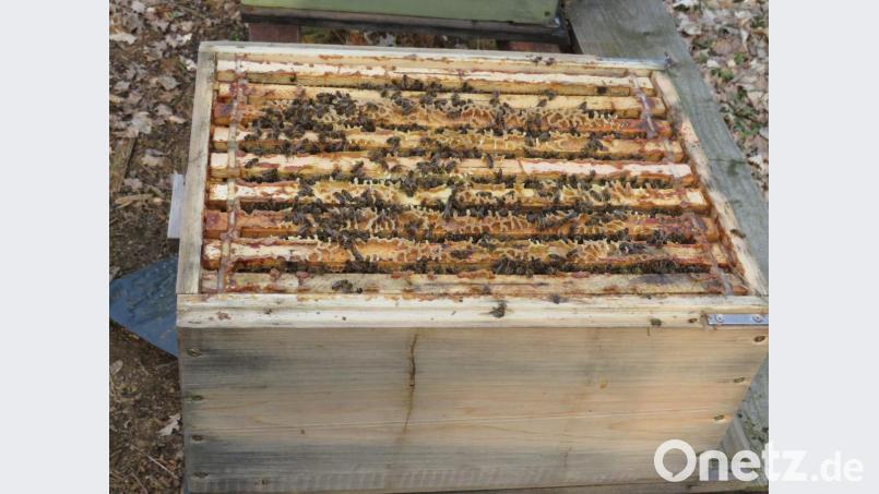 Noch sind die Bienen in ihrem Stock erst am Erwachen. Doch bald ist das intensive Summen zu hören. Bild: adj