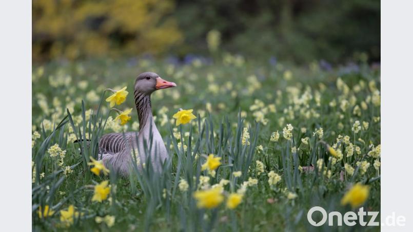 Eine Gans sitzt zwischen Osterglocken auf einer Wiese im Tierpark Hellabrunn. Bild: Marie Reichenbach