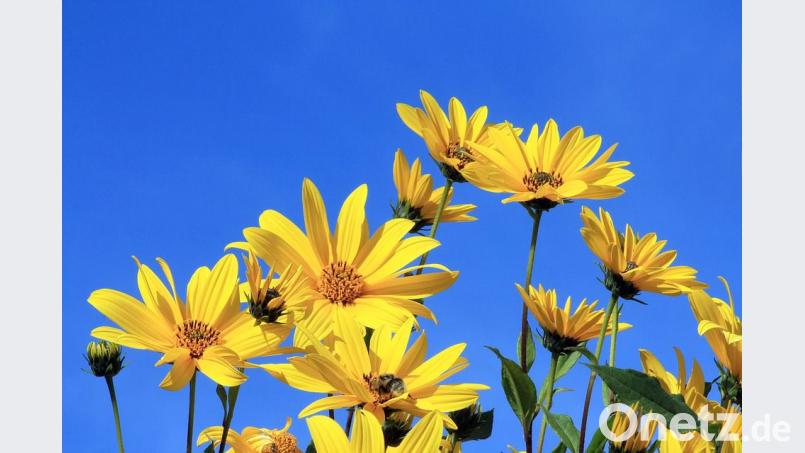 So herrlich kann auch im heimischen Garten der Topinambur erblühen. Bild: njn