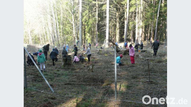 1,6 Hektar umfasst die Fläche, die als Schulwald zur Verfügung gestellt wurde. Bild: amö